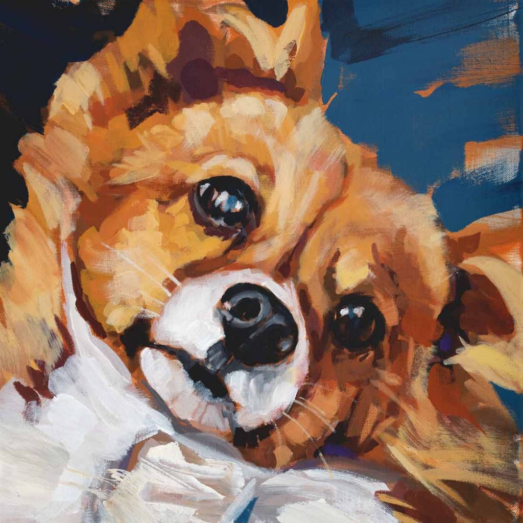 Ein goldfarbene, kleiner Hund mit weißer Brust und glänzenden, wachen Augen.