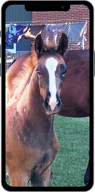 Fotovorlage für ein Porträt von Betty als Fohlen, Hartmut Hellner, Pferdemalerei